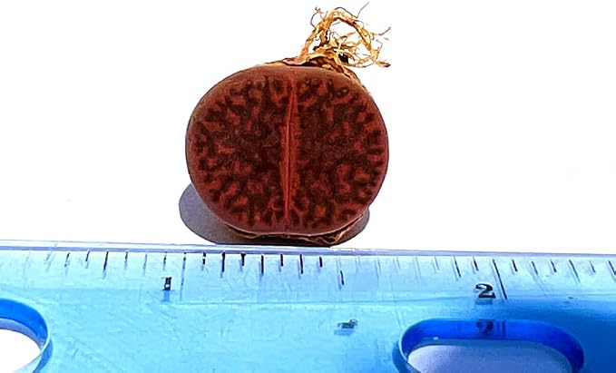 One Lithops Bromfieldii Glaudinae 'Ember' Rare Purple Succulent Plant - Sold Individually (Medium)