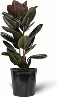 Eureka Farms Ficus Burgundy Bush – Live Rubber Tree Plant, Low Maintenance Indoor Tropical Houseplant with Rich Red & Green Foliage, Perfect for Home & Office Decor