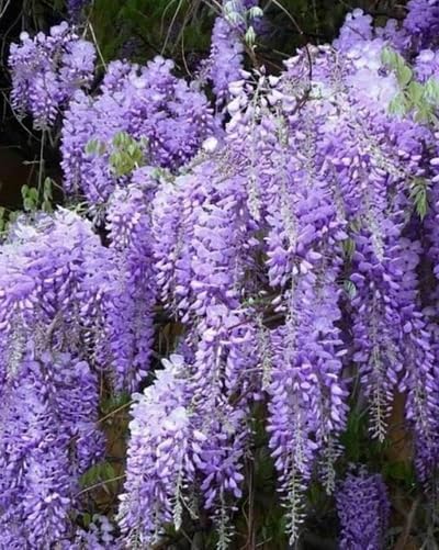 2 Blue Flowering Chinese Wisteria Vines - 12-18" Tall Live Plants - Wisteria Seedlings - Wisteria sinensis - (2 Pack)