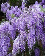 2 Blue Flowering Chinese Wisteria Vines - 12-18" Tall Live Plants - Wisteria Seedlings - Wisteria sinensis - (2 Pack)