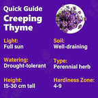 21000+ Creeping Thyme Seeds for Planting Outdoor-Perennial Non-GMO Thymus Serpyllum Magic Carpet Ground Cover Herb Plant in Home Garden