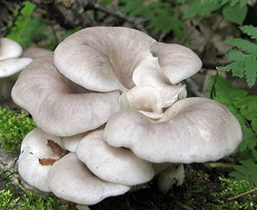 Root Mushroom Farm--Mushroom Liquid Cultures/Branched Oyster(Pleurotus cornucopiae)