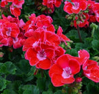 Live Plant, Geranium Ruby Sizzle Starter Plant