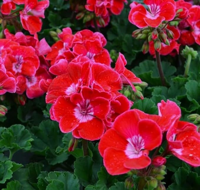 Live Plant, Geranium Ruby Sizzle Starter Plant