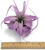 XL Xerographica Colored Air Plant, Live Tillandsia House Plant, Easy Care Indoor Outdoor, Great Gift, Healthy Arrival Guaranteed (Lavender)