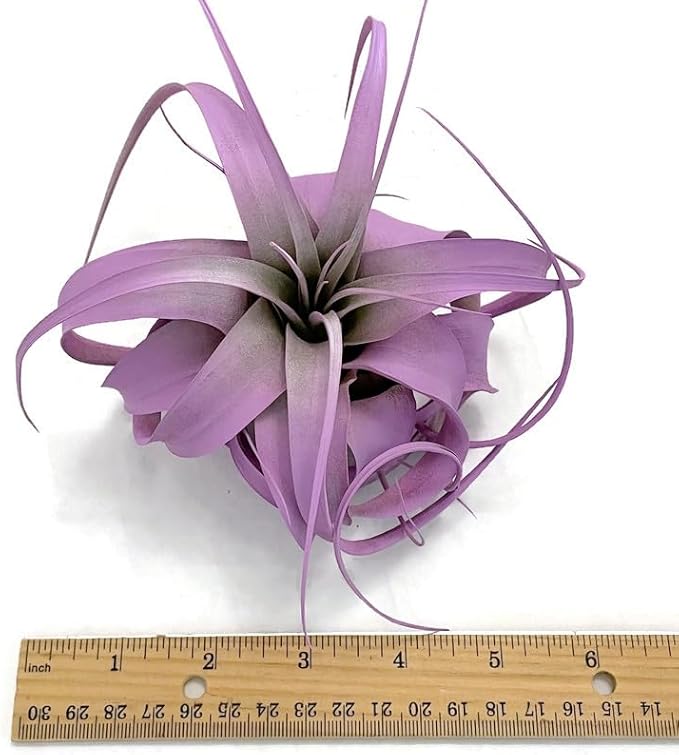 XL Xerographica Colored Air Plant, Live Tillandsia House Plant, Easy Care Indoor Outdoor, Great Gift, Healthy Arrival Guaranteed (Lavender)