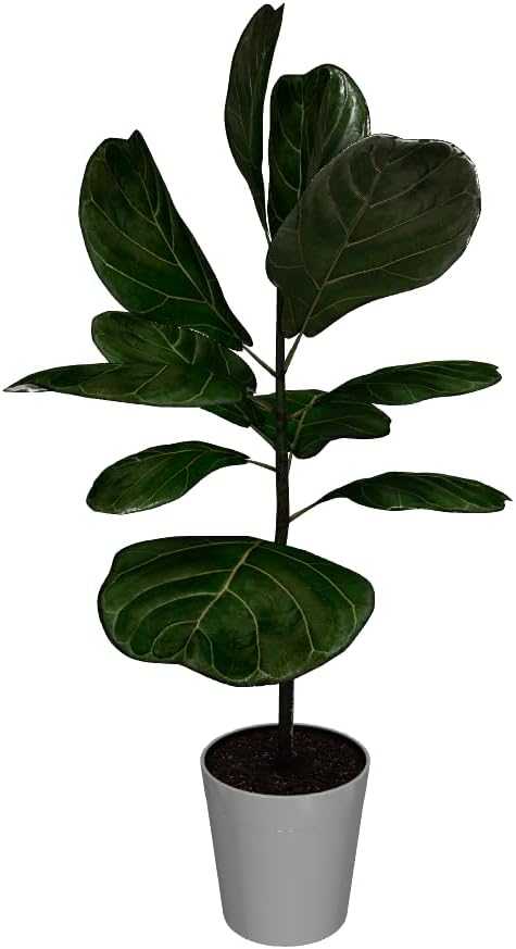 Brighter Blooms - Fiddle-Leaf Fig Tree, 6-7 ft. - No Shipping to AK, AZ, HI, OR