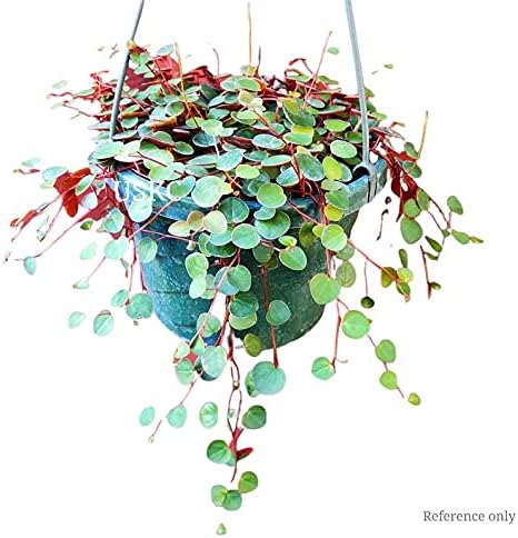 Live Trailing Plants String Plants (2”Pot Peperomia Ruby Cascade)