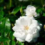 White Rose Live Plant, Can Grow As Rose Bushes Shrubs or Climbing, Fragrant Ready to Plant, Starter Size, 5 to 10 Inc Tall, Dormant in Winter
