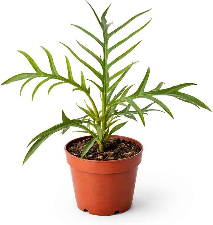 Philodendron Tortum Live Plant for Indoor | Different Houseplants in 4'' & 6'' Pot | Real House Plant for Living Room, Office, Desk & Bathroom | Tortum