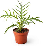 Philodendron Tortum Live Plant for Indoor | Different Houseplants in 4'' & 6'' Pot | Real House Plant for Living Room, Office, Desk & Bathroom | Tortum