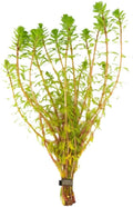Red Parrot Feather (Myriophillum Brasillensis) Bunch