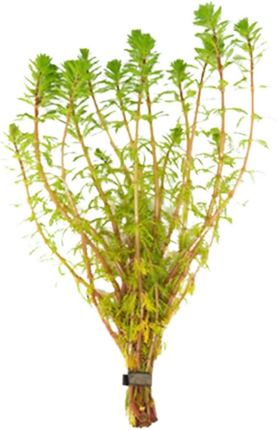 Red Parrot Feather (Myriophillum Brasillensis) Bunch