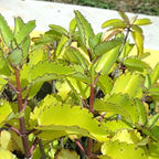 Kalanchoe Pinnata, Life Plant, Goethe, Miracle Leaf Rooted Plant ●LIVE PLANT ●