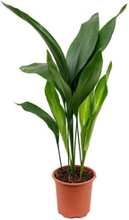 Cast Iron Plant - 5 Live Plants in 6 Inch Pots - Aspidistra Elatior - Beautiful Florist Quality Indoor or Outdoor Plant