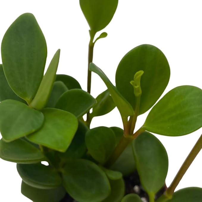 BubbleBlooms Peperomia Hope in a 2 inch Pot Trailing Jade peperomia rotundifolia Tiny Mini Pixie Plant