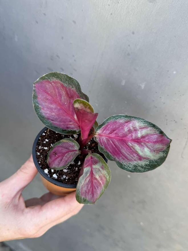 PLANTVERS Live Calathea Plant in 2" Grow Pot – Easy Care & Low Maintenance Tropical Houseplant – Air Purifying Indoor Plant for Low Light & Home Décor (Calathea Roseopicta ‘Rosy’)