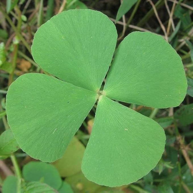 Chalily European Four Leaf Water Clover, a Great Live Pond Plant for Your Water Garden. Filters The koi and Goldfish Pond. Good for Bogs, Plant Shelf or Shallow Water