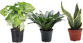 Thorsen's Greenhouse Live Low Light Houseplants (3 Pack), Easy to Grow Indoor Plants, Grower's Choice Bundle, 4-inch Diameter Established Plants, Nursery Pot (3-Pack)