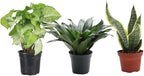 Thorsen's Greenhouse Live Low Light Houseplants (3 Pack), Easy to Grow Indoor Plants, Grower's Choice Bundle, 4-inch Diameter Established Plants, Nursery Pot (3-Pack)
