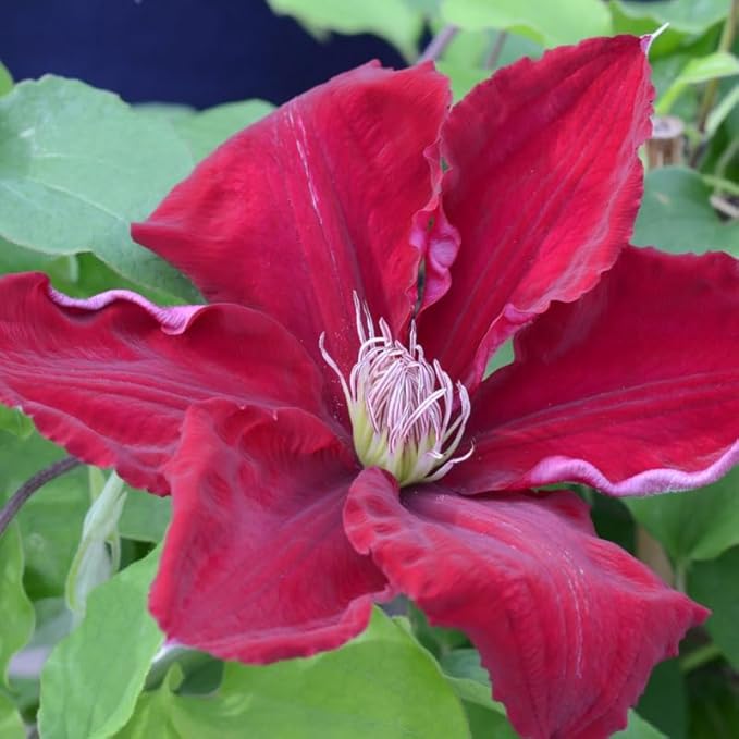 Clematis Vine Plant, Clematis Vine Plants Live in 2.5 Inch Pot, Perennial Climbing Clematis Plants Live for Outdoor Garden (Red Flowers)