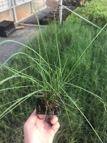 3 Pink Muhly Grass in 2.5 Inch Containers (3 Pots of Plants) by Daylily Nursery, Ships from Rock Island Tennesee. Grown on Our own Farm
