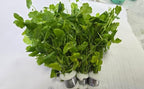Swimming Creatures™ Live Aquarium Plants (10 Species Bundle)