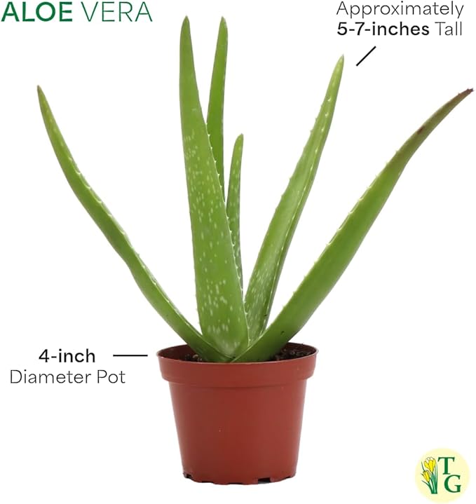 Thorsen's Greenhouse Aloe Vera, Live Indoor Plant, Aloe barbadensis, Easy to Grow, Succulent, Natural Air Purifier, 4" Diameter Pot (3 Pack Nursery Pots)