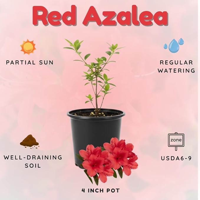 Azalea Live Plant, Live Azalea Plants, Flowering Shrub with Vibrant Red Blooms, 4-7 Inches Tall in 4 Inch Pot (Red)