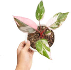 Princess Philodendron Live Plant, Rare Variegated Houseplant 5-8 Inch Tall, Indoor Live Plant for Home or Office Decor, No Pot (Pink Philodendron)