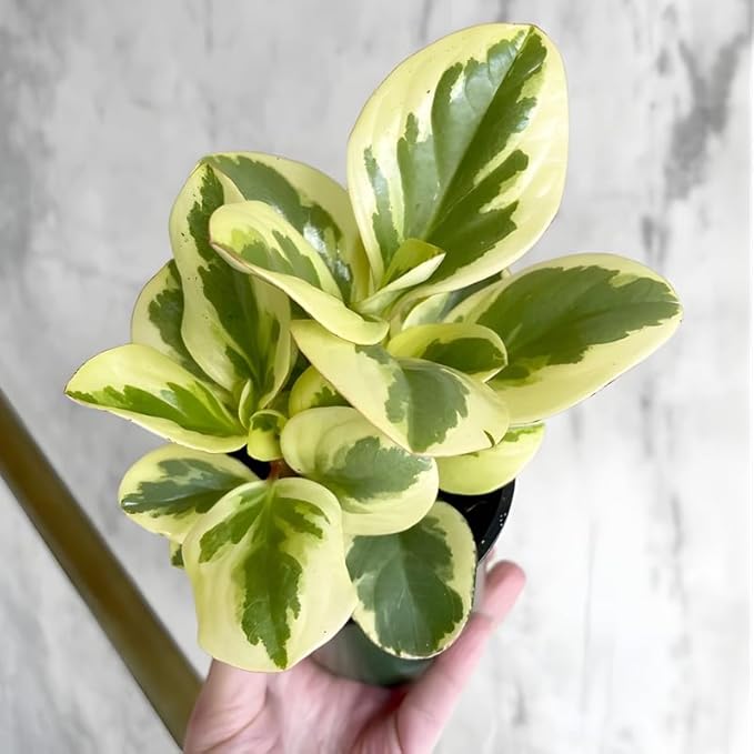 Peperomia Obtusifolia Variegated Live Plant, Baby Rubber Plant in 4'' Inch Pot, Easy-Care Peperomia Live Indoor Houseplant, Attractive Variegated Rubber Plant for Home & Office Décor