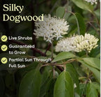 Silky Dogwood 1 Live Shrub (Cornus Amomum) – Native Wildlife Shrub with Blue Berries – 1 Gallon Pot, 2–3 ft Plant
