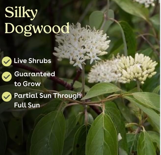 Silky Dogwood 1 Live Shrub (Cornus Amomum) – Native Wildlife Shrub with Blue Berries – 1 Gallon Pot, 2–3 ft Plant