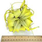 XL Xerographica Colored Air Plant, Live Tillandsia House Plant, Easy Care Indoor Outdoor, Great Gift, Healthy Arrival Guaranteed (Yellow)