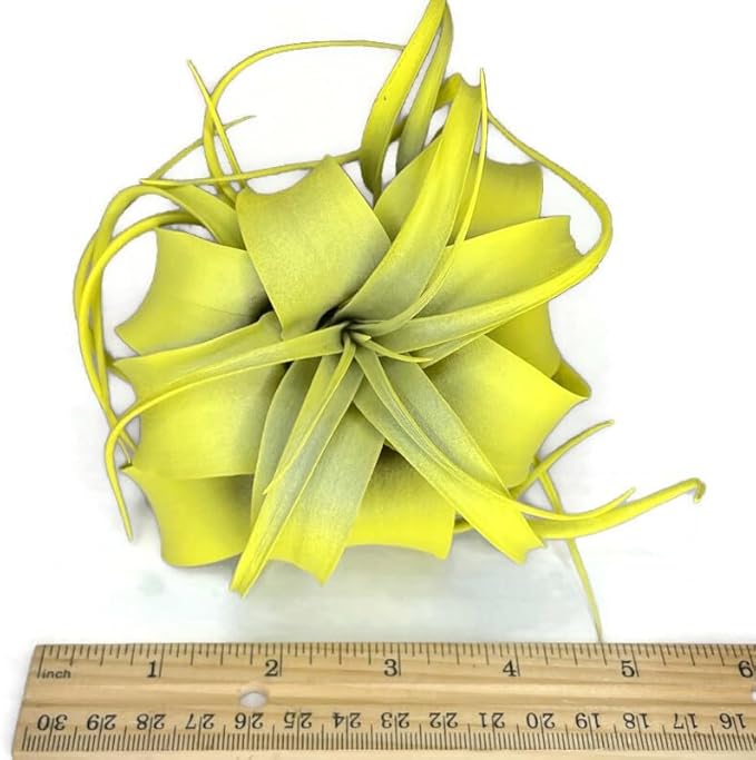 XL Xerographica Colored Air Plant, Live Tillandsia House Plant, Easy Care Indoor Outdoor, Great Gift, Healthy Arrival Guaranteed (Yellow)