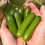 Park Seed Variety of Cucumber Seeds – Mini-Me F1 Organic & Green Light F1 | Easy to Grow, Non-GMO, Crisp & Flavorful Cucumbers for Snacking and Harvesting | Garden Bundle