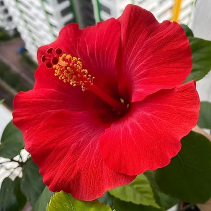 3 Hardy Hibiscus Plants Live, Well Rooted Hibiscus Flower 4-7'' Tall, Flowering Shrub for Garden or Containers Planting (Red)