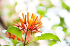 Mexican Firebush Live Plants (5-9") - Pack of 2 (Two) - Hamelia Patens Hummingbird Bush - Firecracker Shrub - Non-Stop Orange Blooms - Heat Tolerant Perennial Shrub - Fast Growing Pollinator Magnet