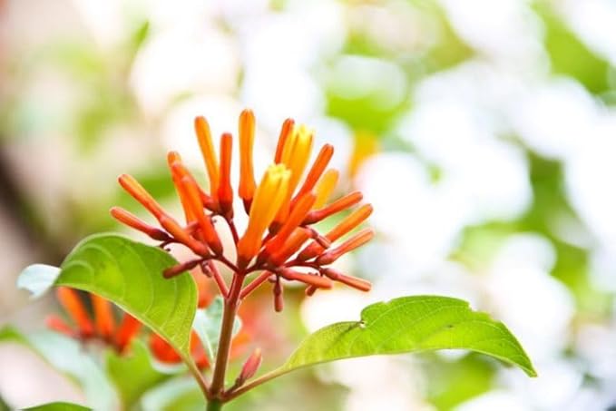 Mexican Firebush Live Plants (5-9") - Pack of 2 (Two) - Hamelia Patens Hummingbird Bush - Firecracker Shrub - Non-Stop Orange Blooms - Heat Tolerant Perennial Shrub - Fast Growing Pollinator Magnet