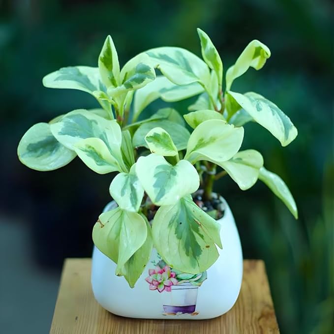 Peperomia Live Plant, Peperomia Obtusifolia Variegated, Baby Rubber Houseplant in 4'' Inch Pot, Easy Indoor Rubber Plant Live for Shelves, Desks & Small Spaces