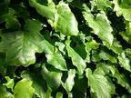 Philodendron Variety Pack - 5 Live Plants in 2 Inch Pots - Grower's Choice of Rare and Elegant Indoor Houseplants