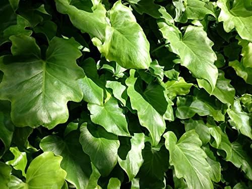 Philodendron Variety Pack - 5 Live Plants in 2 Inch Pots - Grower's Choice of Rare and Elegant Indoor Houseplants