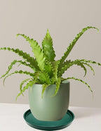 4 Pack Ceramic Plant Saucer Pot Tray 4 Inch, Planter Saucers 4 5 6 7 8 9 10 11 12 13 Inch for Indoors Outdoor, Durable Sturdy Flower Drainage drip Water Tray for Glazed Pots Base ((4.5"/4.1"-Green)