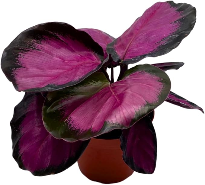 BubbleBlooms Calathea Rosie, in 4 inch Pot, Pink Picturata, Hot Pink Roseopicta, Rosey Pink Star, Rosy Prayer Plant