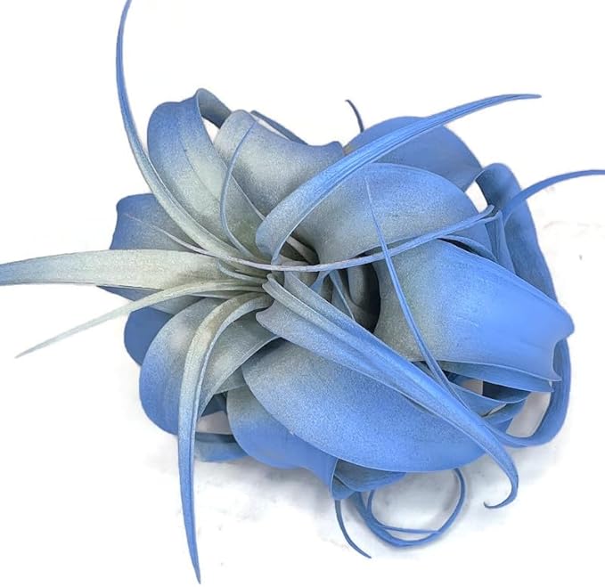 XL Xerographica Colored Air Plant, Live Tillandsia House Plant, Easy Care Indoor Outdoor, Great Gift, Healthy Arrival Guaranteed (Sky Blue)