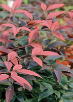 Flirt Nandina (1.5 Gallon) Low-Growing Multicolor Evergreen Shrub with Red New Growth - Part Shade Live Outdoor Plant - Southern Living Plants