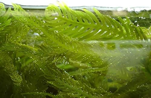 Live Caulerpa Mexicana Macro Algae Reef Refugium Saltwater Plant Marine