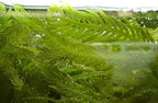 Live Caulerpa Mexicana Macro Algae Reef Refugium Saltwater Plant Marine