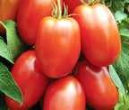 2 Live Roma Tomato Plant,Prized for its use in Tomato Paste and sauces,