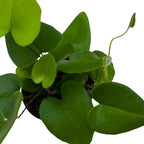 BubbleBlooms Heart Fern, Hemionitis arifolia, Heart Shaped Leaves, Tongue Fern in 2 inch Pot